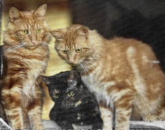 ROSCO, THOMAS & OLIVIA