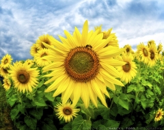 200905_sunflowers