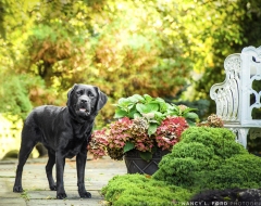 Stella poses in a garden in Paris Hill on October 20, 2021.(Copyright © 2021 Nancy L. Ford Photography)