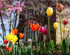 Tulips