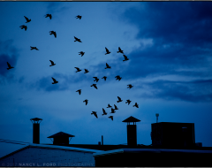 Birds of Flight